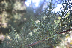 Cupressus arizonica