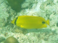 Chaetodon andamanensis