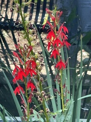 Lobelia cardinalis