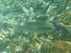 Scolopsis margaritifera