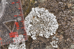Physcia caesia