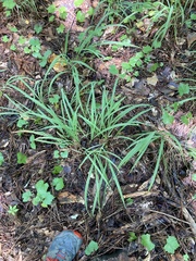 Chasmanthium sessiliflorum