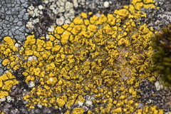 Candelariella
