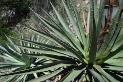Agave palmeri