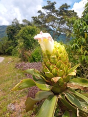 Costus guanaiensis macrostrobilus