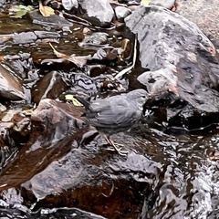 Cinclus mexicanus