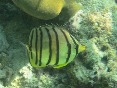 Chaetodon octofasciatus