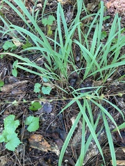 Chasmanthium sessiliflorum