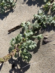 Ambrosia chamissonis