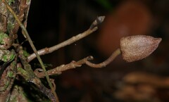 Duguetia cadaverica