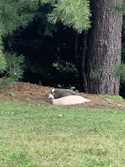 Numida meleagris domesticus