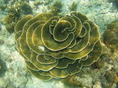 Montipora