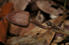 Duguetia cadaverica