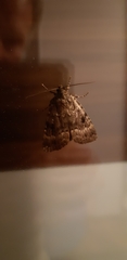Amphipyra pyramidea