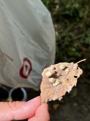 Pachypsylla