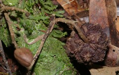Duguetia cadaverica