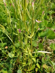 Zeltnera muehlenbergii