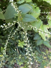 Persicaria virginiana