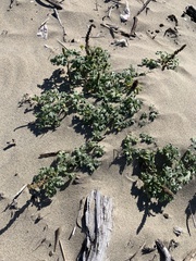 Ambrosia chamissonis