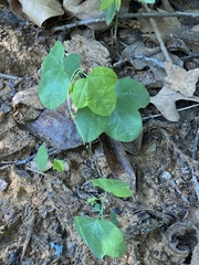 Passiflora lutea