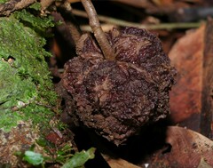 Duguetia cadaverica
