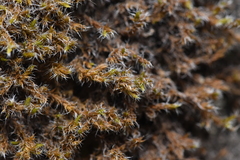 Racomitrium heterostichum