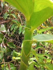 Costus guanaiensis macrostrobilus