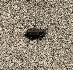 Cicindela oregona