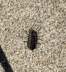Cicindela oregona