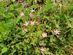 Zeltnera muehlenbergii