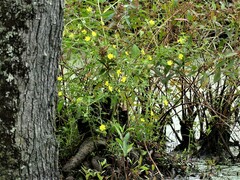 Ludwigia leptocarpa