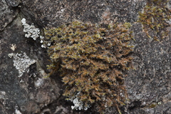 Racomitrium heterostichum