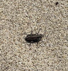 Cicindela oregona
