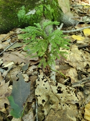Dendrolycopodium dendroideum