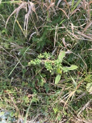 Symphyotrichum ontarionis