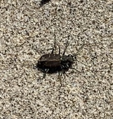 Cicindela oregona