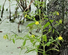 Ludwigia leptocarpa