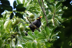 Gracula religiosa