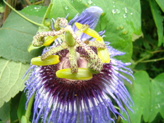 Passiflora amethystina