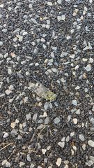 Neotibicen pruinosus