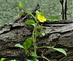 Ludwigia leptocarpa