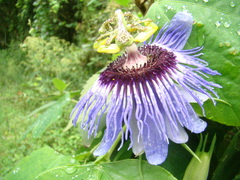 Passiflora amethystina