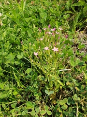 Zeltnera muehlenbergii