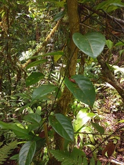 Passiflora ambigua