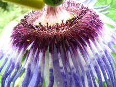 Passiflora amethystina