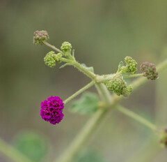 Boerhavia coccinea