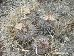 Coryphantha clavata stipitata