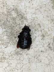 Neoxylocopa
