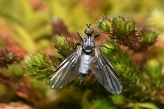 Empididae