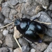 Anoplotrupes - Photo (c) Marcello Consolo, some rights reserved (CC BY-NC-SA)